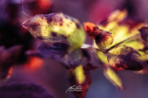 DSC 6662K611-24295662-hp16P-Herbstblaetter