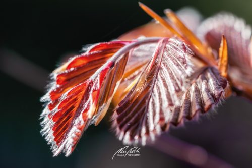 03 Lizenzen Blätter & Gräser