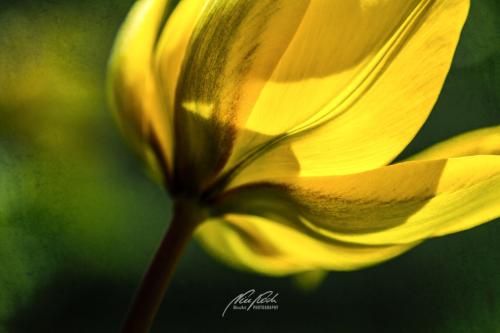 DSC02121304-13963166-hp13-Tulpe