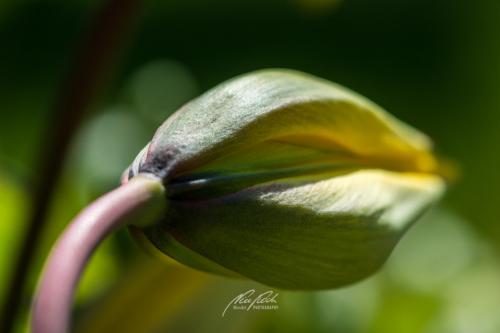 DSC02141304-13963013-hp13-Tulpe