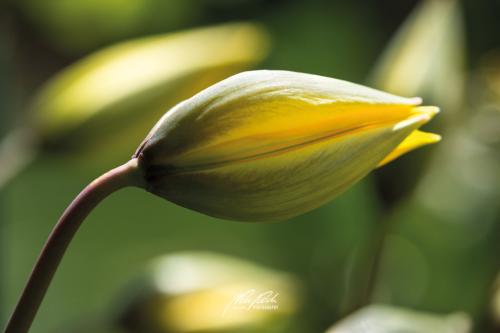 DSC02221304-22094745-hp13-Tulpe