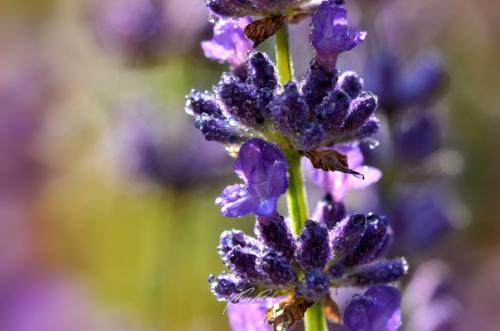 DSC26131206-12297354-hp12-Lavendel