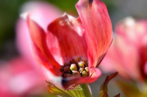DSC85121204-12043043-hp12-Blumenhartriegel