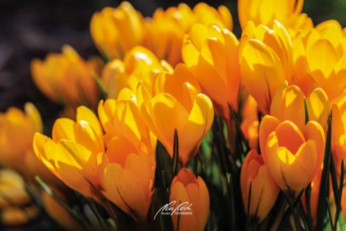 01 Lizenzen Blumen & Pflanzen