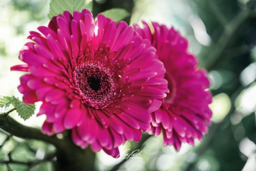 DSC 5083K605-24217468-hp16M-Gerbera