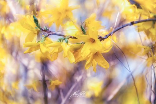 DSC 7527K703-24730985-hp17P-Forsythien