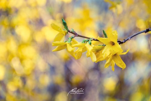 DSC 7546K703-24730988-hp17P-Forsythien