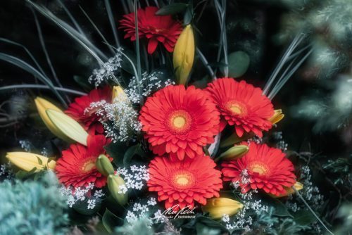 DSC 7985K705-24477437-hp17P-Gerbera