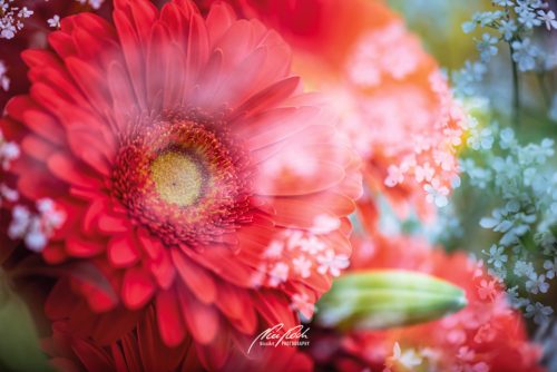 DSC 8055K705-24477432-hp17P-Gerbera