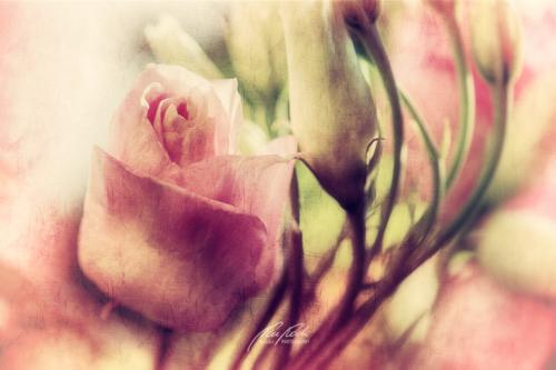 DSC-75841403-20687697-hp14P-Eustoma-Praerieenzian