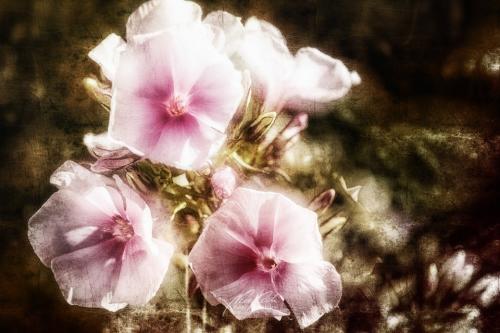 DSC-77161403-20687736-hp14P-Sommerphlox
