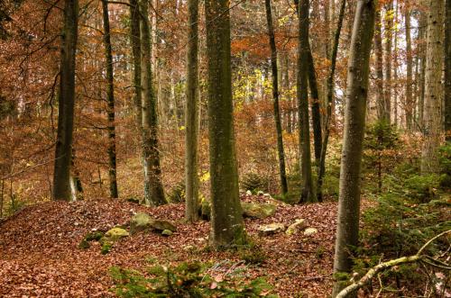 DSC09361211-13902952-hp12-Herbstwald