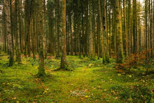 DSC09881211-13825075-hp12-Tannenwald