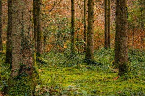 DSC10251211-13825069-hp12-Herbstwald-mit-Moos