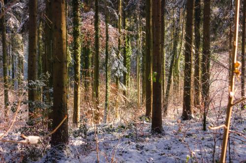 DSC11481212-13825097-hp12-Winterwald-mit-Schnee