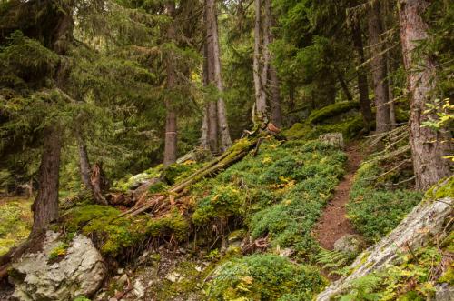 DSC97161210-13902977-hp12-Bergwald