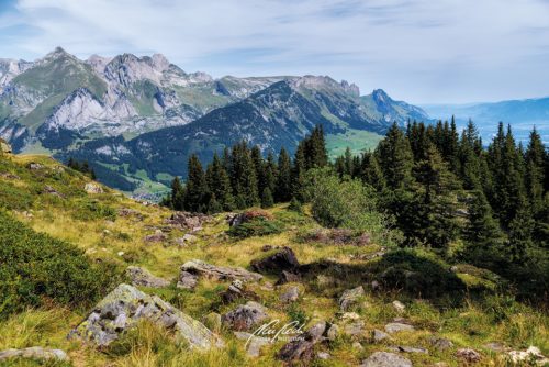 DSC 8735K708-24730984-hp17P-Toggenburg