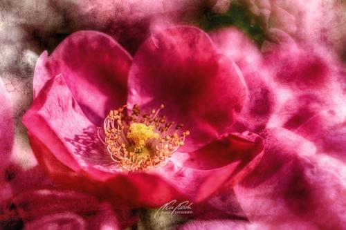DSC-53161309-20446749-hp13P-Rose