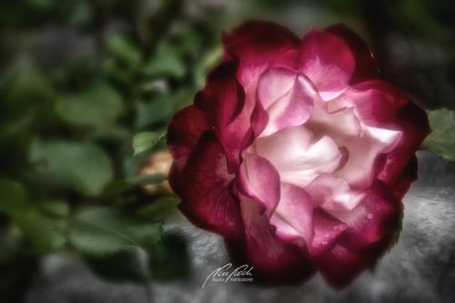 DSC-99231405-20674813-hp14P-Rose