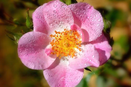 DSC03041105-11818264-hp11-Rose