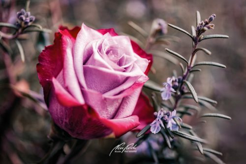 DSC 4410K604-23749903-hp16P-Rose