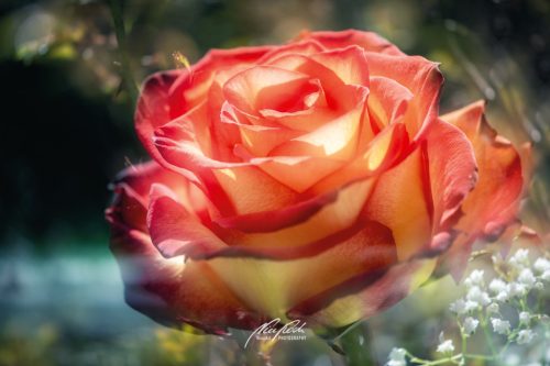 DSC 57991504-23089007-hp15P-Rose