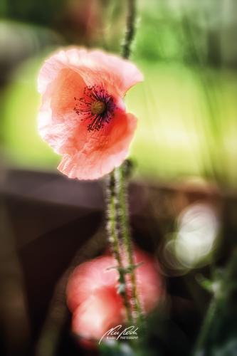 DSC002411806-22043611-hp18P-Mohn