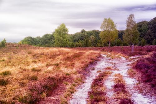 DSC019901808-15975879-hp18P-Lueneburger-Heide