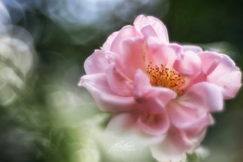 DSC001881806-20856795-hp18P-Rose
