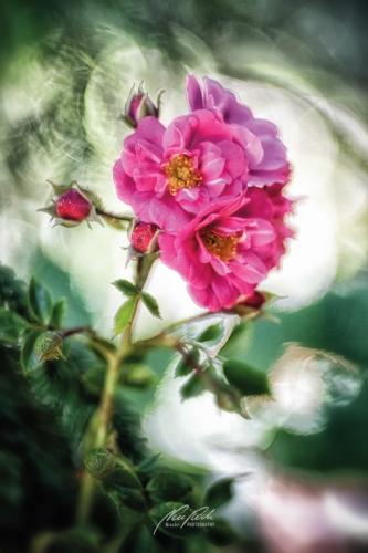DSC010391807-20856836-hp18M-Rose