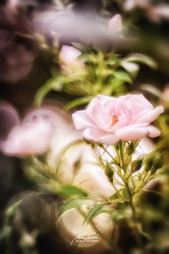 DSC015201807-22193029-hp18P-Rose