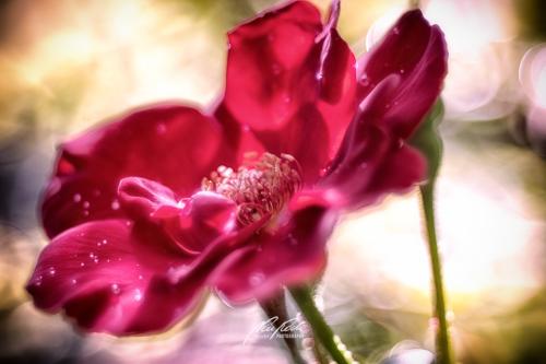 DSC020341808-22192942-hp18P-Rose