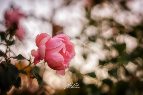 DSC040591811-22192895-hp18P-Rose