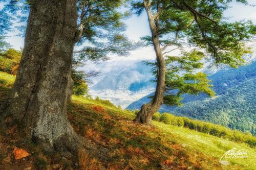 LBK809-03085-Tessin-Alpe-di-Neggia