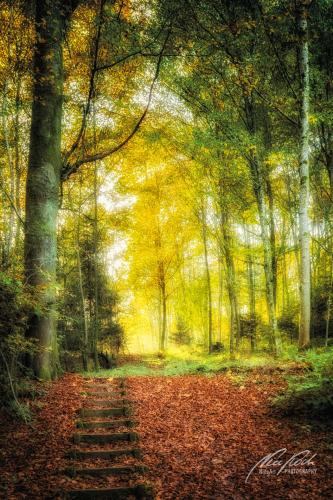 LBK910-03669-Holztreppe-im-Wald
