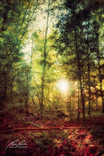 LBK910-03674-Sonnenstern-am-Abend-im-Wald