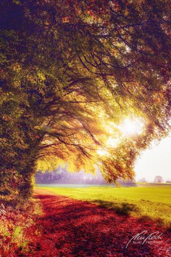 LBK910-03697-Herbstlicher-Waldrand
