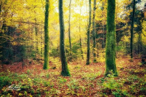 LBK911-03753-Wald-im-Herbstlicht