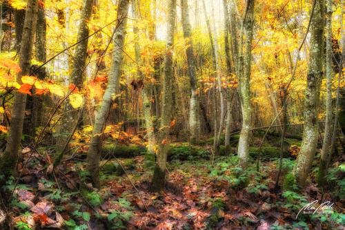 LBK911-03809-Junger-Buchenwald-im-Herbst