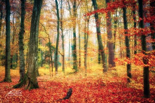 LBK911-03936-Wald-im-Herbst