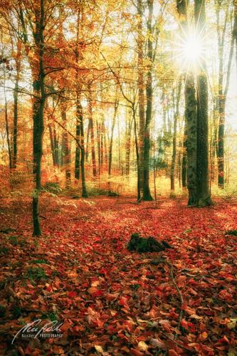 LBK911-04059-Herbstlicher-Wald-mit-Sonnenstern