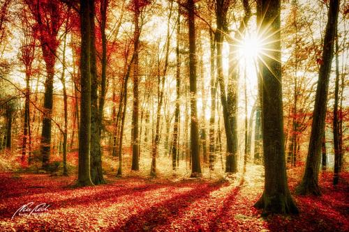 LBK911-04078-Herbstwald-mit-Sonnenstern