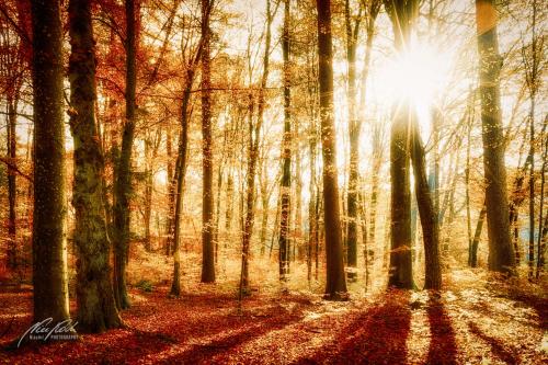 LBK911-04098-Herbstwald-im-Sonnenschein