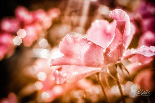 RBK811-03748-Rosenbluete-im-Morgenlicht