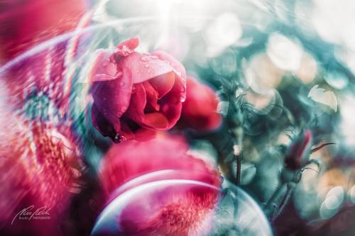 RBK811-03842-Rosenbluete-mit-Lensflares