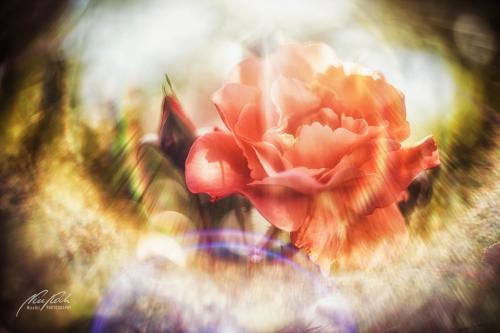 RBK906-01324-Rosenbluete-mit-Sunflares
