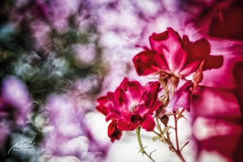 RBK906-01580-Rosenblueten-mit-Farbbokeh
