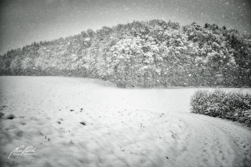 SWK901-04339-Wald-im-Schneegestoeber