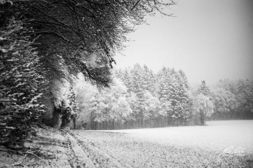 SWK901-04343-Winterlicher-Maerchenwald