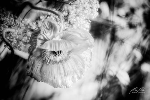 SWK904-00547-Mohnblume-mit-Schleierkraut-sw